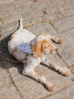 Dog Bandana - Cisco IPJ