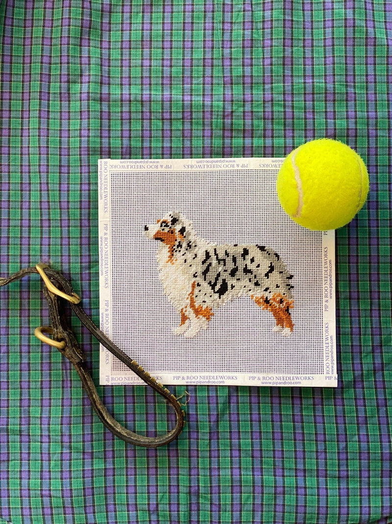 Australian Shepherd