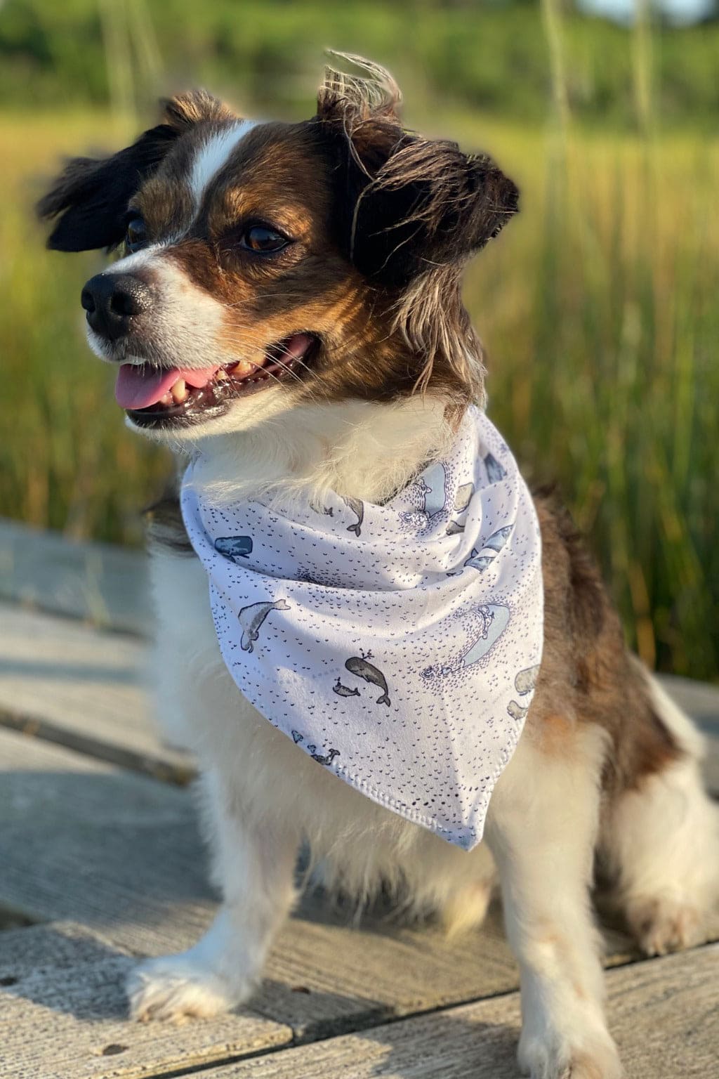 Dog Bandana - Save the Whales