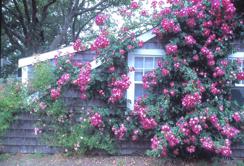 Rose Covered Sconset Cottages
