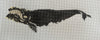 Atlantic Right Whale