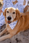 Dog Bandana - Clambake